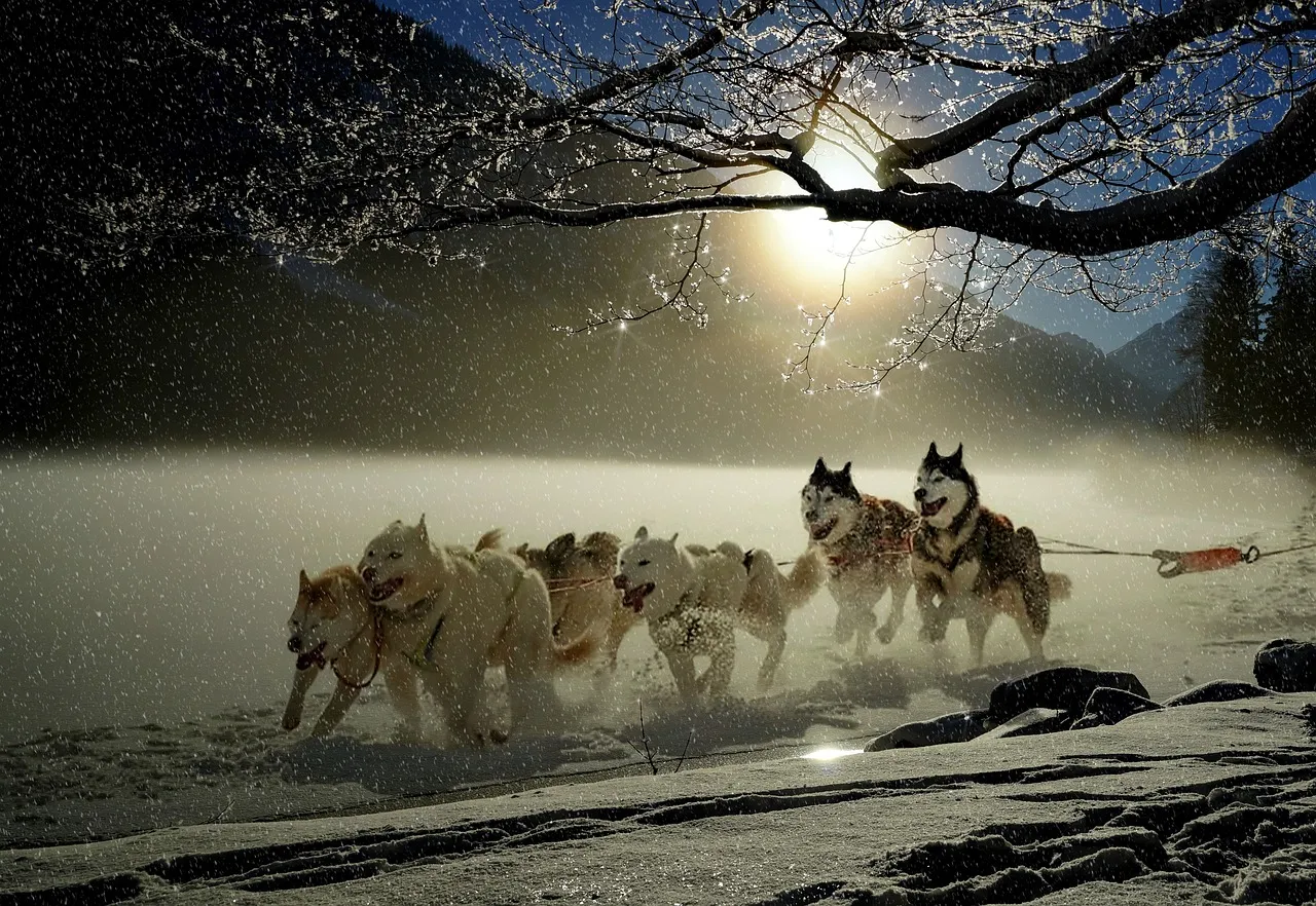 A Jack Russell terrier – az energikus családi kedvenc minden korosztálynak