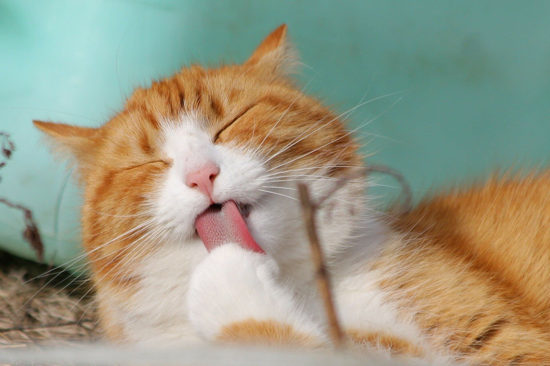 Miért dorombolnak a macskák?