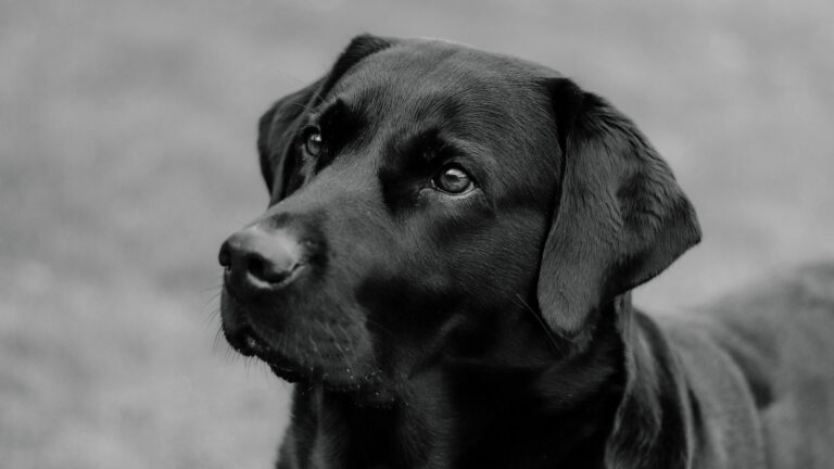 labrador